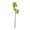 8 Pack: Pale Green Boat Orchid Stem by Ashland®